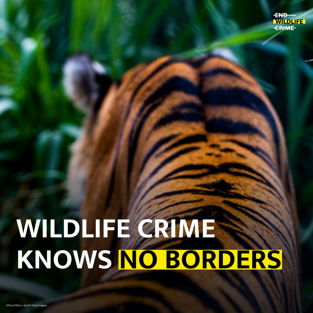 Organized crime steals, corrupts &amp; kills. Today is the first International Day Against Transnational Organized Crime. If we are to #EndWildlifeCrime we must #StopOrganizedCrime, &amp; doing so will benefit #biodiversity, our climate, economies, local communities &amp; Indigenous Peoples