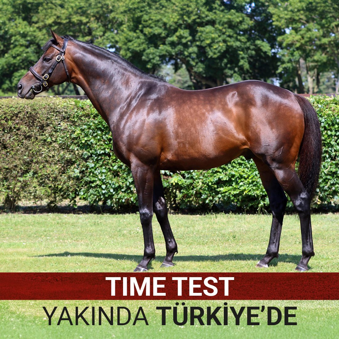 TJK aygır transferi Time Test