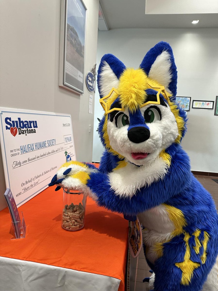 ImprezaTheWolf's tweet photo. Treats for #FursuitFriday! 💙💛
#originalcharacter #fursuiter #fursuiting #furry #furries #fursonas #Mascot #subaru #subiefest2024 #subiefest #subie #subawoo #subuwu #daytonabeach #daytona #florida #subarumotorsportsusa #subarurallyteam https://t.co/Ud76w9C4FU