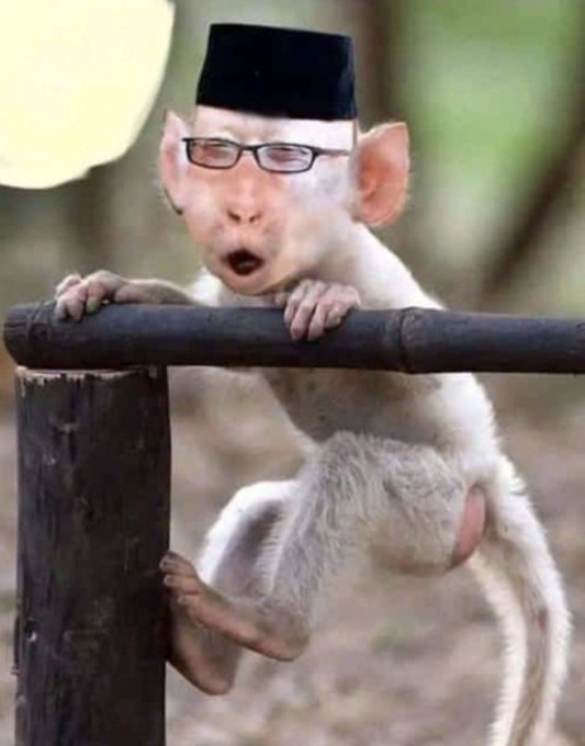 georgediano's tweet photo. "Kenyans who used to sleep hungry during previous regime now have big stomachs, thanks to president Ruto's efforts in subsidizing production". Says a mumu with deficiency in melanin pigments affecting his peanut sized brain. Huyu anafaa kuchinjwa Jamhuri day before Christmas. https://t.co/rkhzxYn2YT