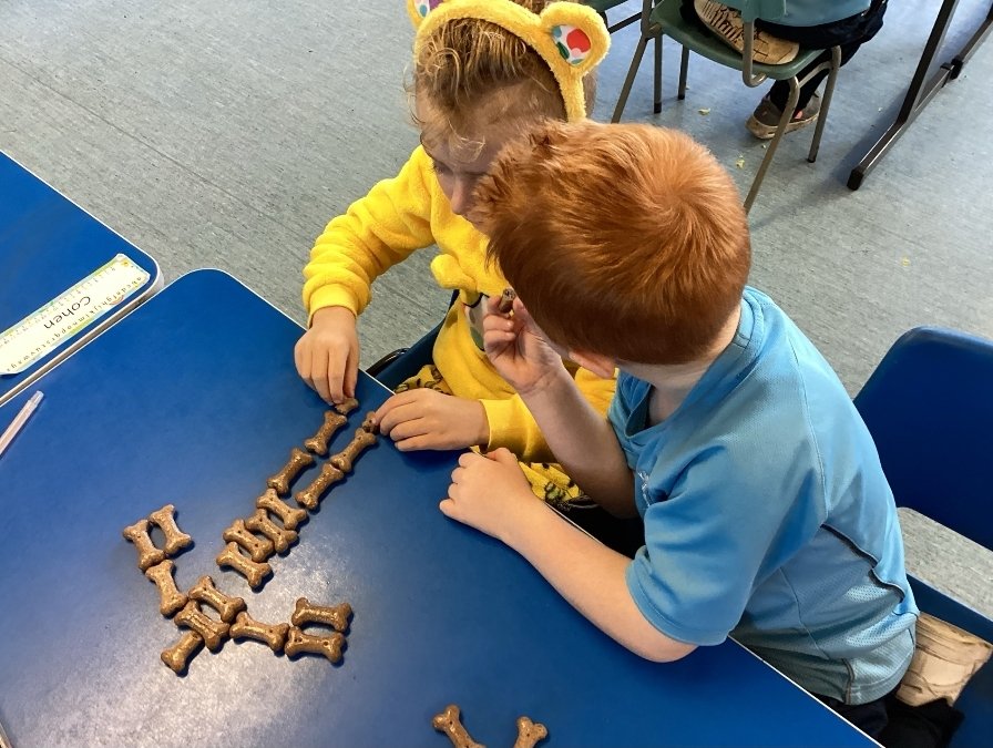 Today P2 explored the human skeleton. We had great fun making our own dog bone skeletons <a href="/STEMHubNI/">STEMHubNI</a>