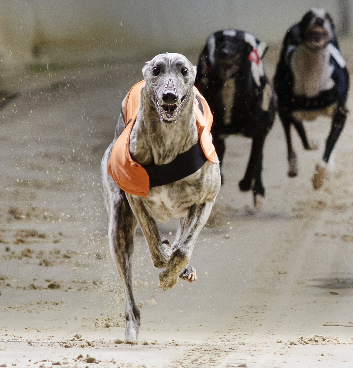 🏆It's a massive weekend for David Mullins and his team. Brindle Bully (pictured) is a leading fancy in tonight's £20k Cat One <a href="/PremGreyRacing/">Premier Greyhound Racing</a> Classic <a href="/SunderlandDogs/">Sunderland Greyhound Stadium</a> at 9.14pm, while March On Freddie goes in the second semi-final of the Irish Greyhound Derby at 9.24pm tomorrow🤞