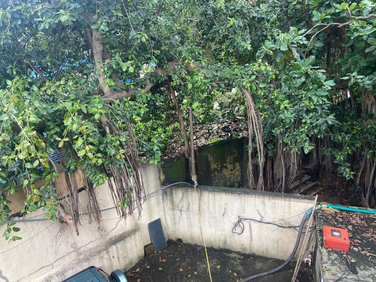 MullanTaronish's tweet photo. @mybmcWardD @mybmc 
This huge pile of debris and garbage has been lying since a very very long time over a year , behind Suraj Apartments 274 Tardeo Road: infested with Rats and mosquitoes. Nobody is bothered to clear it. Please can this be cleared as it is a major hazard https://t.co/nRM6KYHsFT