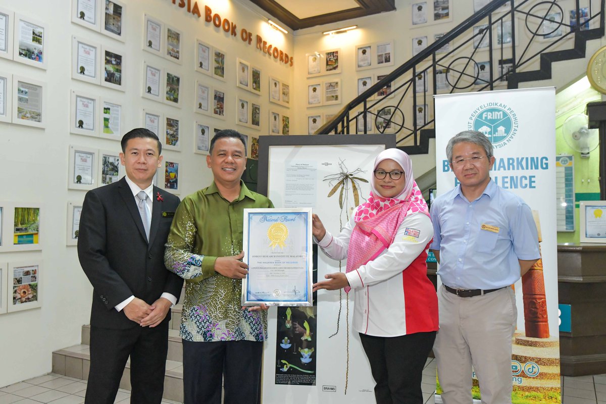 FRIMKepong's tweet photo. Malaysia Book of Records ke-47 @FRIMKepong
👉Longest 𝘗𝘩𝘢𝘭𝘢𝘦𝘯𝘰𝘱𝘴𝘪𝘴 𝘤𝘰𝘳𝘯𝘶-𝘤𝘦𝘳𝘷𝘪 Orchid Flower Stalk! 🏆
Tangkai bunga terpanjang sbl ini ialah 45 cm, tapi spesimen ini: 123 cm!
#FRIMCemerlang #PencapaianFRIM #Orkid #Biodiversiti 🇲🇾 @mbrofficial_ https://t.co/yfGn4EM8Wl