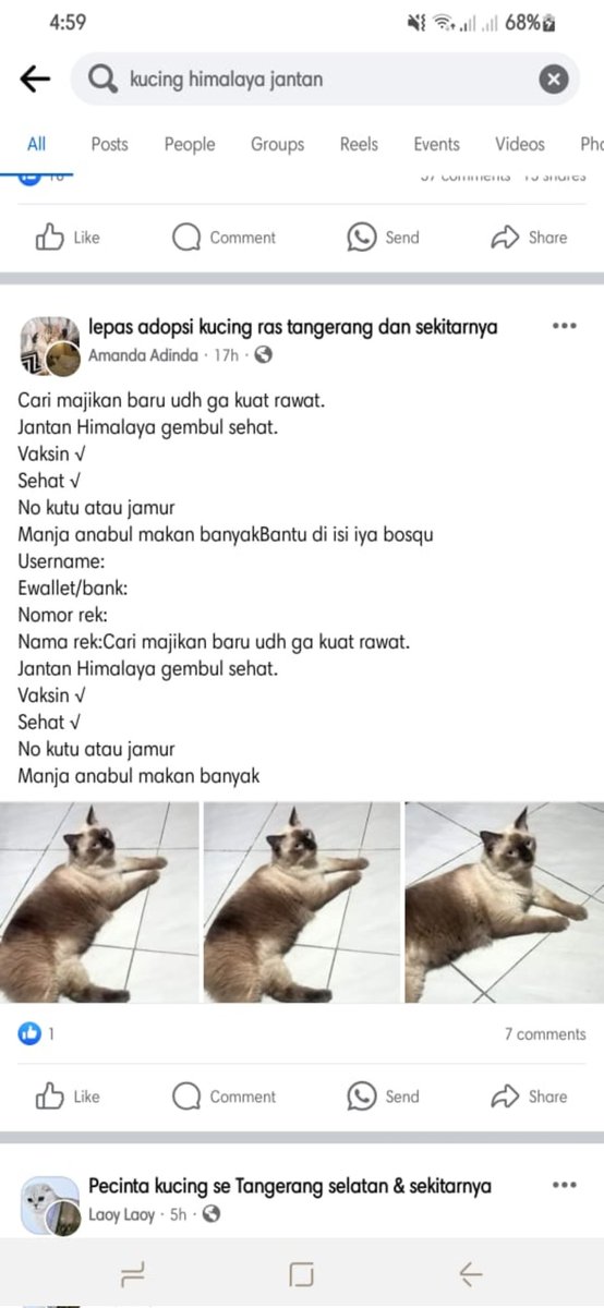 kucingitemcin's tweet photo. @kochengfs Gak kabur sih, ini ilang diambil orang dari pengkolan deket rumah, piko ilang 17hari dan ketemu di fb. Beruntung yg ambil piko tulis nomer hp dan bisa dilacak di getcontact (dapet alamat lengkap) butuh banyak perjuangan buat bawa pulang piko kerumah yg ngambil. https://t.co/glRf4iubMJ