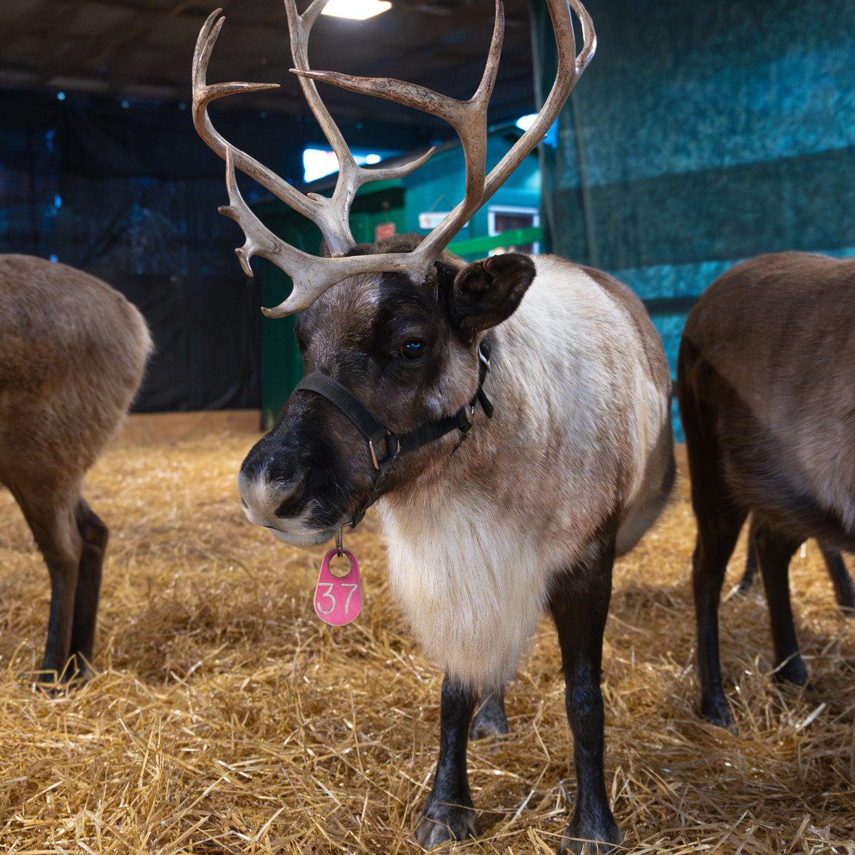 The reindeer are here! Did you know that #Hersheypark is the only place in the Northeast where you can see all 9? See them with Santa TONIGHT as part of #ChristmasCandylane opening night 🎄🎅
Hours: bit.ly/2KvLAF6
Last chance for presale tickets: bit.ly/2WWppMo