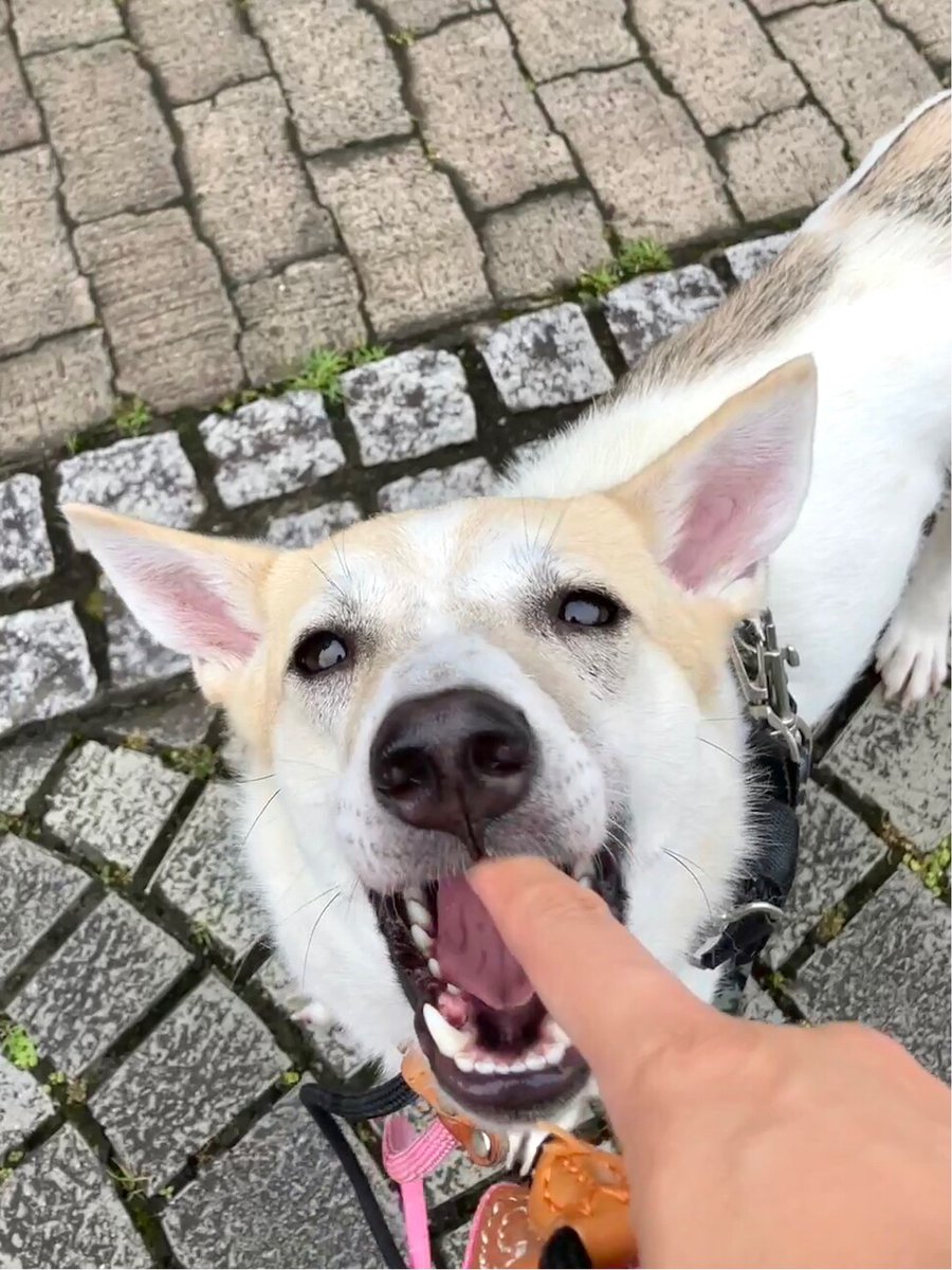 【#里親募集】「好奇心旺盛なゆきちゃん」#神奈川県 #横浜市 - 犬の里親募集(453383) :: ペットのおうち pet-home.jp/dogs/kanagawa/… #保護犬 #保護犬を家族に #雑種犬 #中型犬 #中型雑種犬 #犬 #栃木県