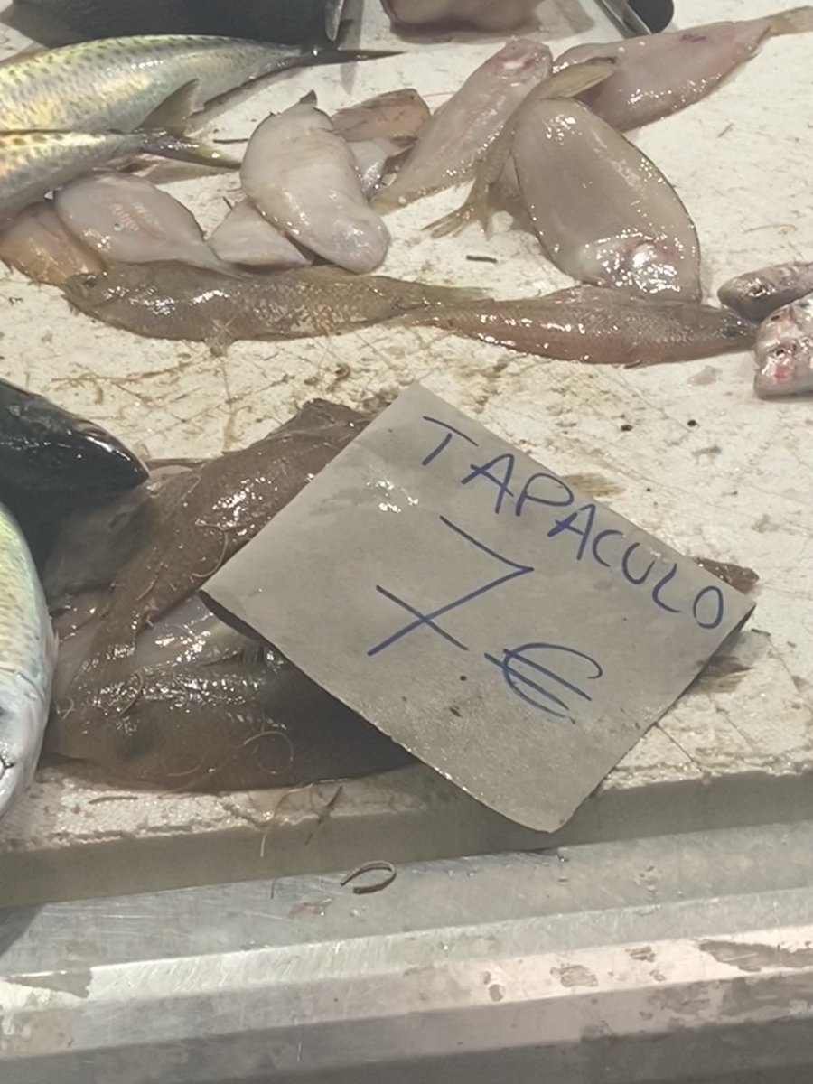 JethBlue's tweet image. Los nombres de los pescados en mi tierra