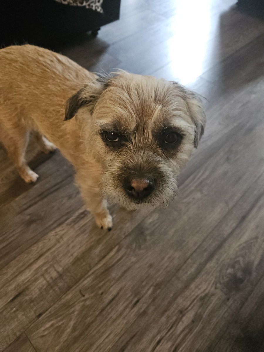 thisandtatt's tweet photo. Frank has just come racing in from the garden because he heard me peeling a boiled egg.
#batears https://t.co/Cl0qMYdYg6