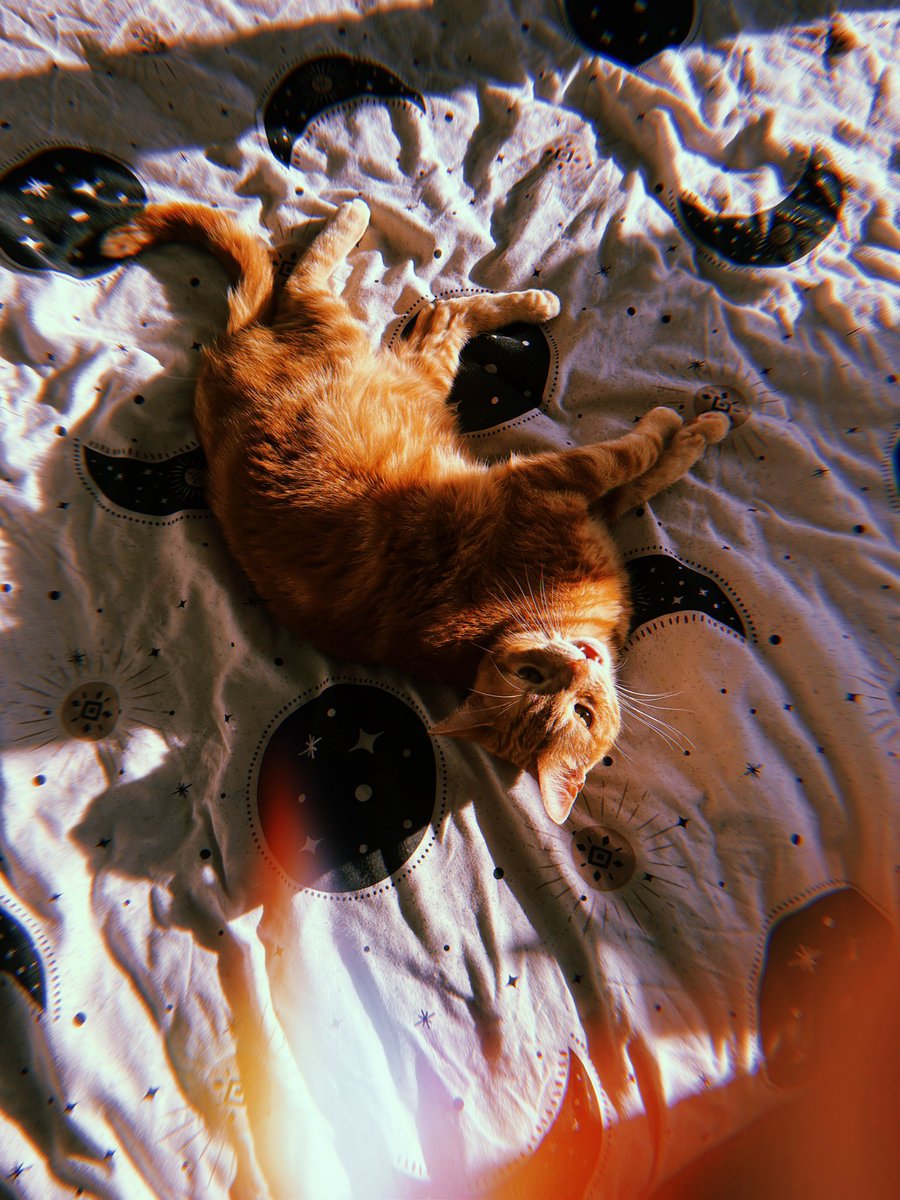 dale yearnhardt tweet media