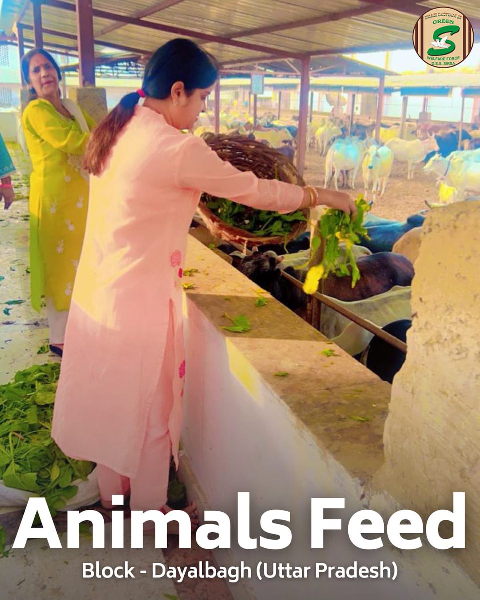 GreenSwelfares's tweet photo. Kindness to animals is a bridge to a better world.🐾 Inspired by Saint Dr. MSG Insan, Shah Satnam Ji Green ‘S’ Welfare Committee volunteers from Dayalbagh and Rania, arranged green fodder to nourish stray animals. Their compassion brings hope and care to those in need. #AnimalCare #HumanityFirst