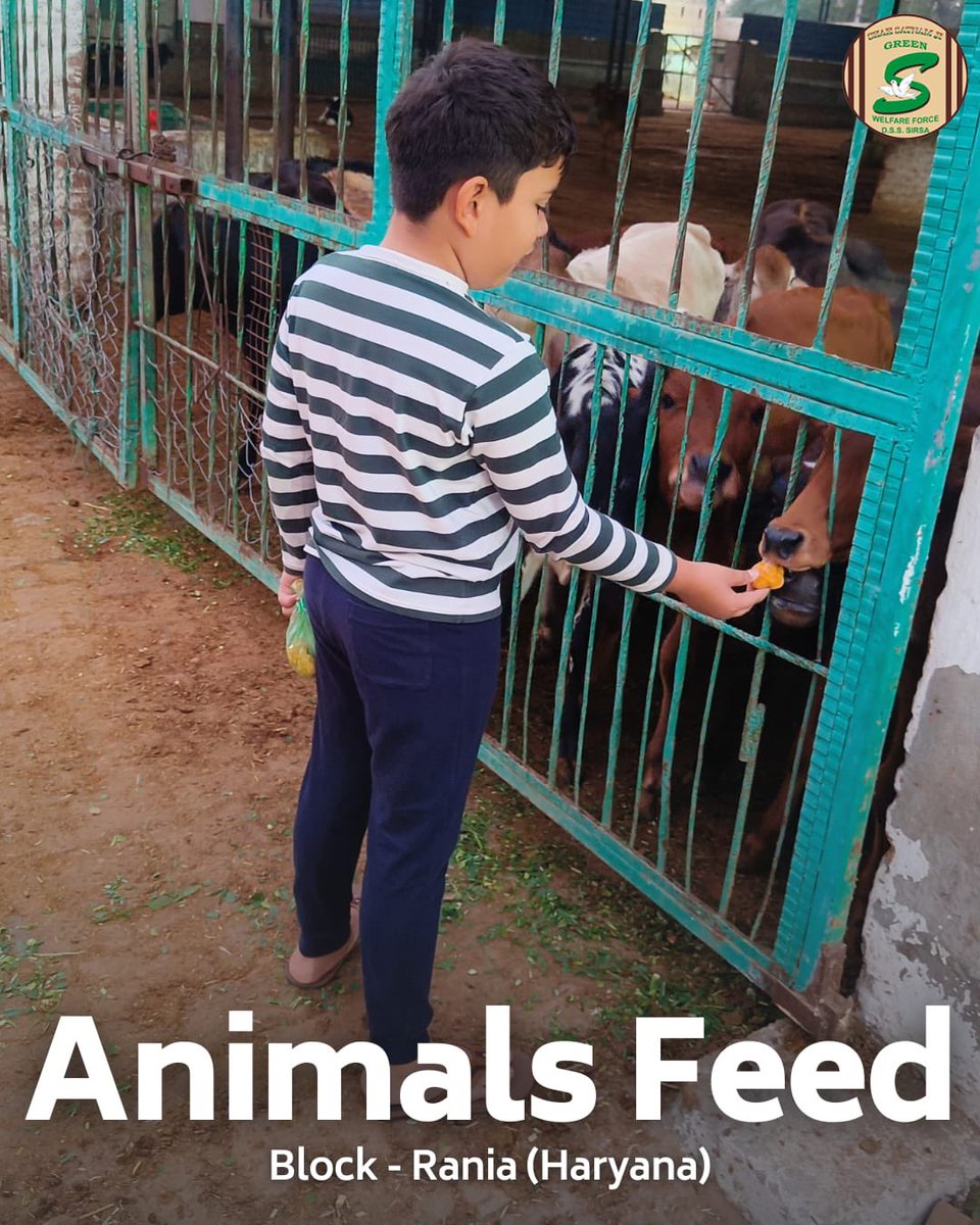 GreenSwelfares's tweet photo. Kindness to animals is a bridge to a better world.🐾 Inspired by Saint Dr. MSG Insan, Shah Satnam Ji Green ‘S’ Welfare Committee volunteers from Dayalbagh and Rania, arranged green fodder to nourish stray animals. Their compassion brings hope and care to those in need. #AnimalCare #HumanityFirst