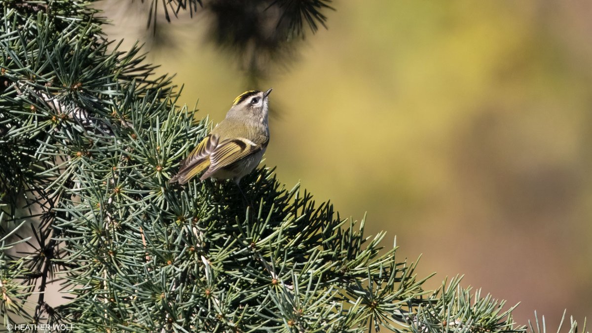 Heather Wolf tweet media