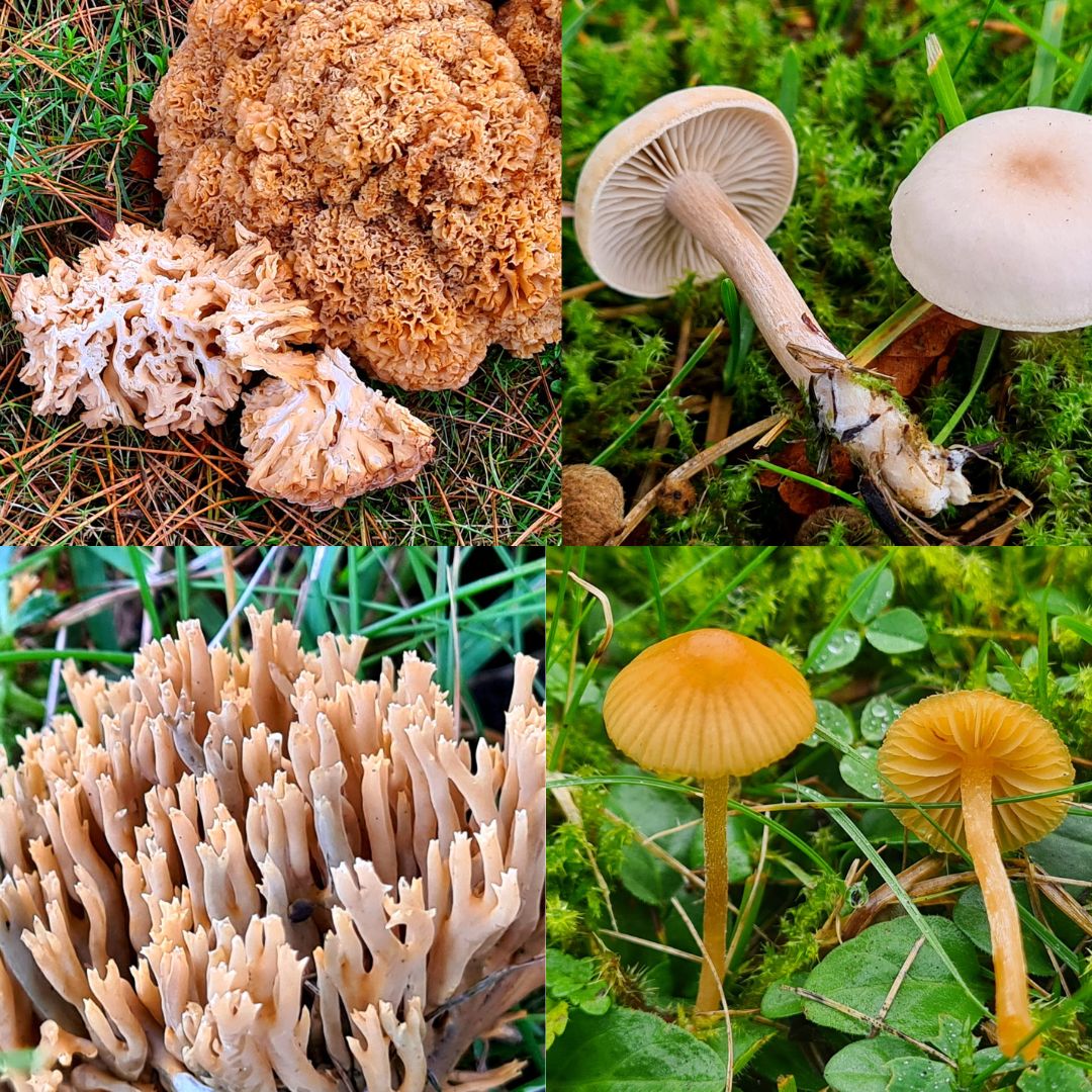 Alex Scott Fairley π³οΈβπ π¦πΊπ΄σ §σ ’σ ³σ £σ ΄σ ΏπͺπΊ (@alexsfairley) on Twitter photo Probably my final #FungiFriday on this site, which I'm finding increasingly bad for my mental health. These beauties are from our old home in Blairgowrie last week! If you can, please come join me (Alex Scott Fairley) on the place that sounds like the Irving Berlin song. #fungi Probably my final #FungiFriday on this site, which I'm finding increasingly bad for my mental health. These beauties are from our old home in Blairgowrie last week! If you can, please come join me (Alex Scott Fairley) on the place that sounds like the Irving Berlin song. #fungi