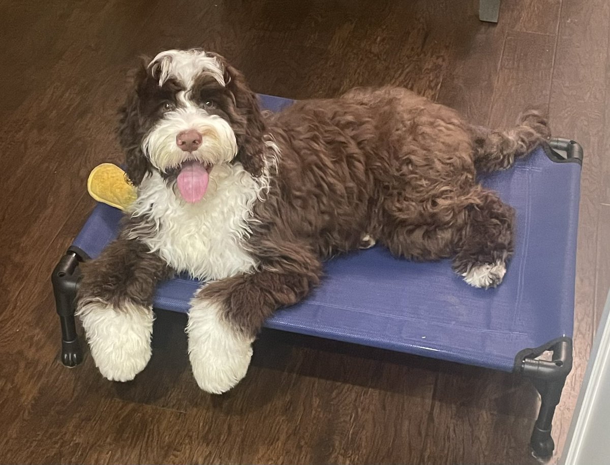Trinity_Liesa's tweet photo. I really have theeee most beautiful dog in the world🥹🥹🥹 #PortugueseWaterDog https://t.co/0b818iAQ3I