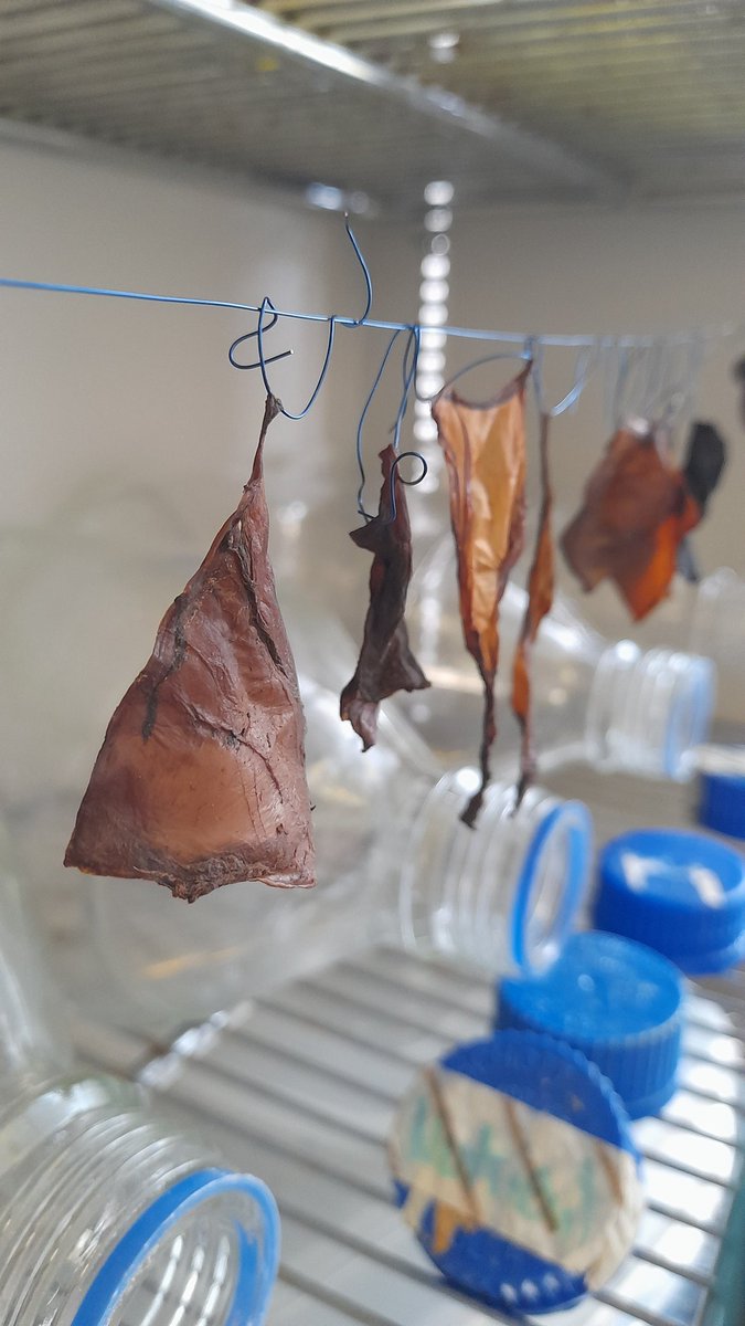 ASCUS Art & Science tweet media