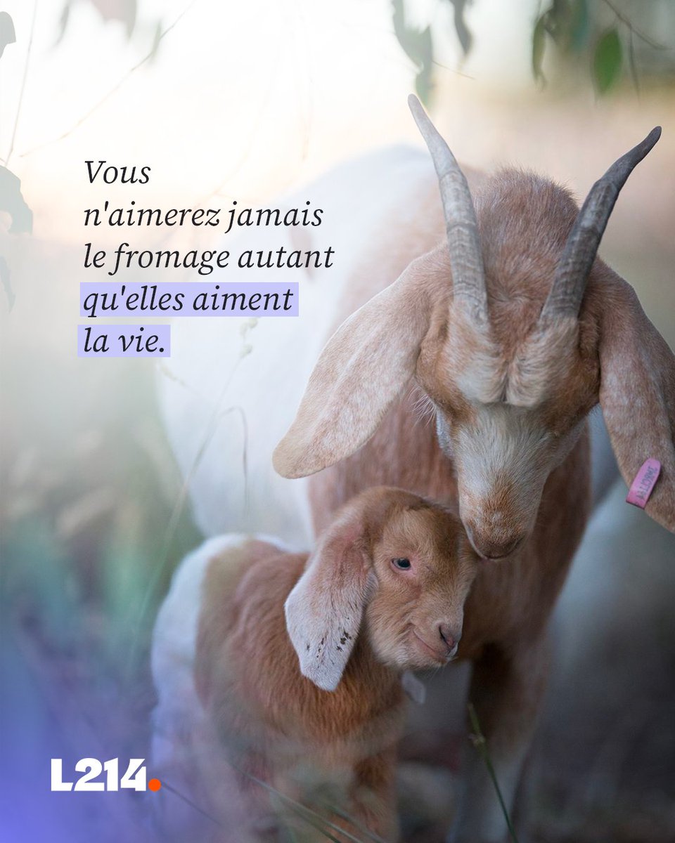 Inséminations à répétition, séparation de la mère et son petit, mutilation... 
Ce qui est vrai pour les vaches l'est aussi pour les chèvres: la production de lait est source de grandes souffrances.  

Mais alors, comment remplacer le lait? 
Rdv ici 👉 bit.ly/remplacerlait