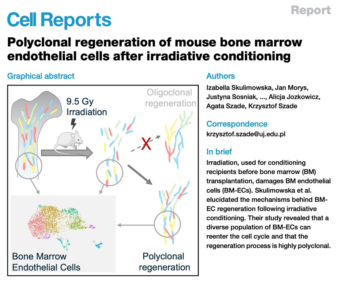 Krzysztof Szade (@krzysztofszade) on Twitter photo 🎉 Excited to share our new findings in <a href="/CellRep/">Marc Andre</a>! 🎉
Bone marrow transplants (BMT) require conditioning, but this process is harsh and damages the endothelial niche in bone marrow. This niche is essential for hematopoietic stem cell (HSC) function and needs rapid regeneration. 🧵 🎉 Excited to share our new findings in <a href="/CellRep/">Marc Andre</a>! 🎉
Bone marrow transplants (BMT) require conditioning, but this process is harsh and damages the endothelial niche in bone marrow. This niche is essential for hematopoietic stem cell (HSC) function and needs rapid regeneration. 🧵