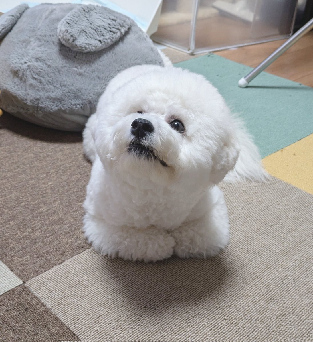1127HAL's tweet photo. うちの犬。
仔犬の頃からずっと猫様を研究し続けた結果、香箱座りをマスターした事。
とても可愛い。 https://t.co/CVzmMQ9si9