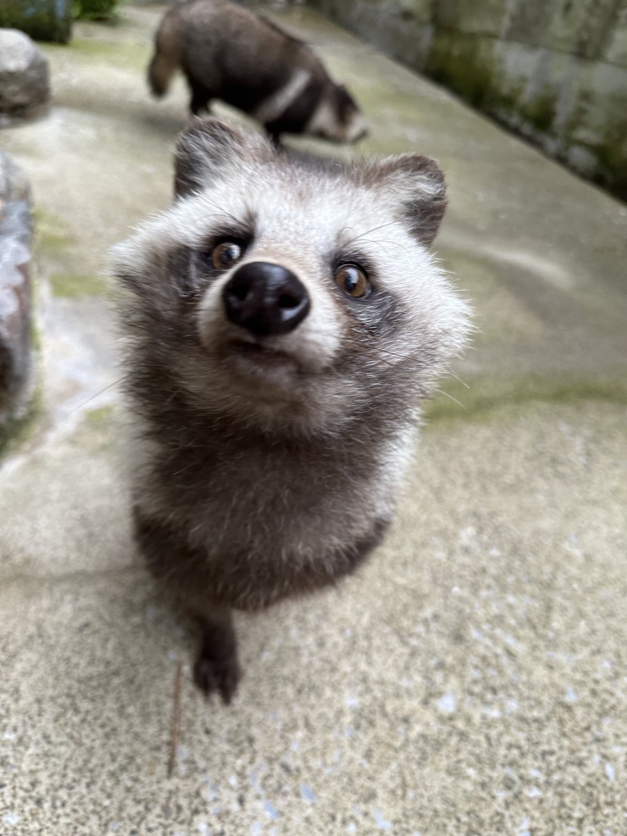 巷ではタヌキが流行ってるそう… では、担当者の今日のタヌキフォルダと