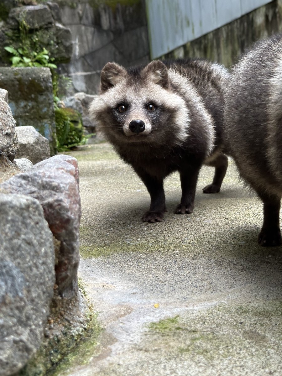 巷ではタヌキが流行ってるそう… では、担当者の今日のタヌキフォルダと