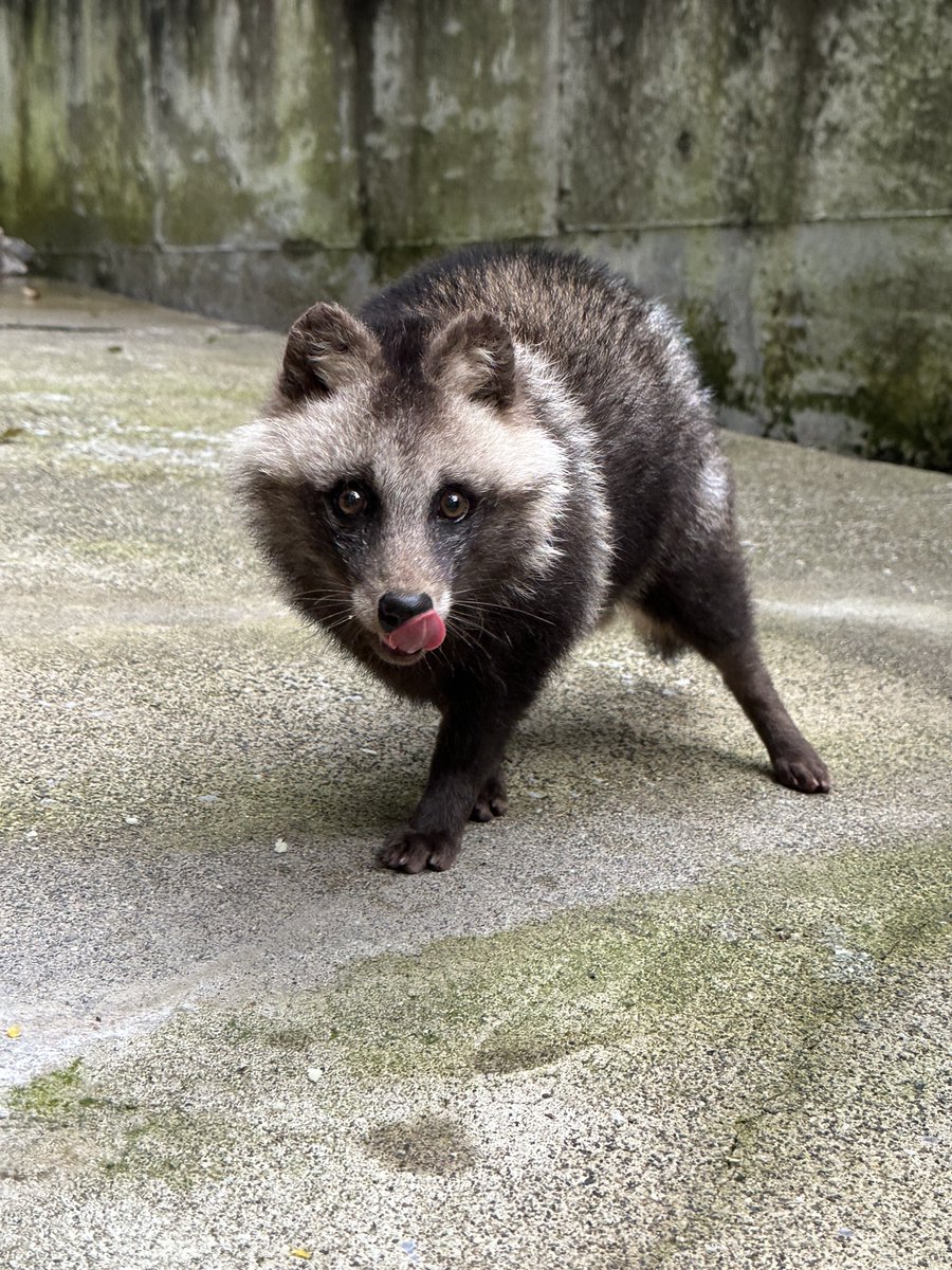 巷ではタヌキが流行ってるそう… では、担当者の今日のタヌキフォルダと
