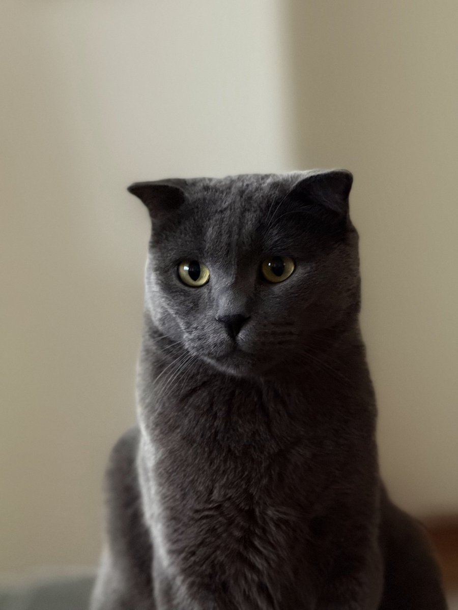 catfoldi's tweet photo. Cat #foldi Token 🐈 - Unleash the feline frenzy! Join the community, collect adorable NFTs, and experience blockchain fun. 🐾 #Catfoldi #NFT #Blockchain #Crypto https://t.co/Uy0rzi6hjX