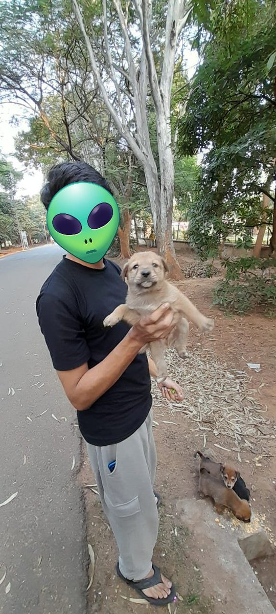 noder113's tweet image. newly born doggo