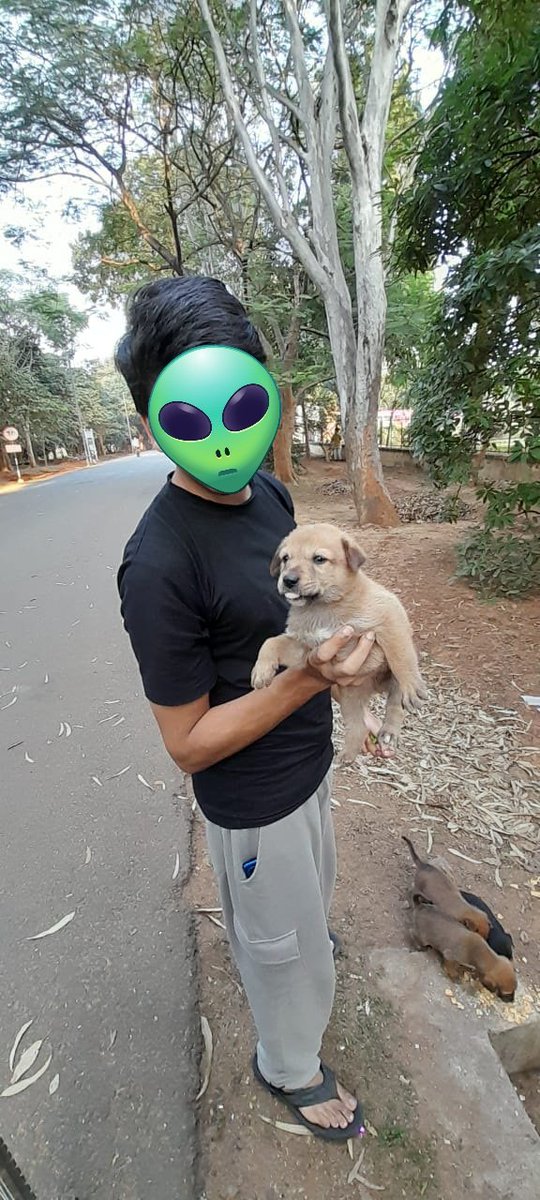 noder113's tweet image. newly born doggo