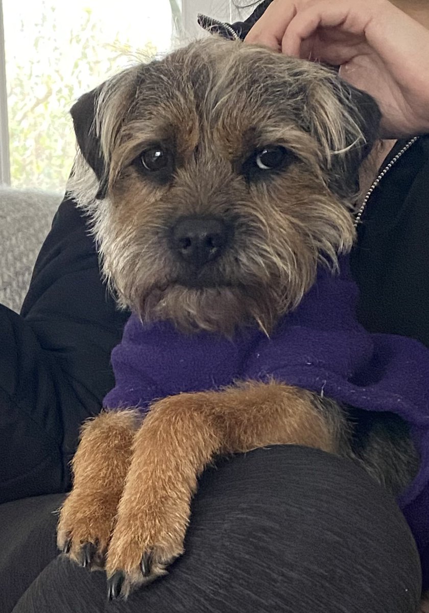 willowborder's tweet image. Hey Pals I’m willow and I’m the boss of my human’s 🐾

#BTPosse
