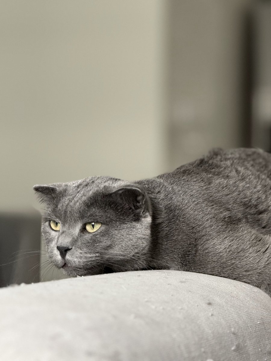 catfoldi's tweet photo. Level up your cat game with $FOLDi! 🐱🚀 The future of pet care is here. #BlockchainPets #CryptoKitties https://t.co/wxeSvRHqV3