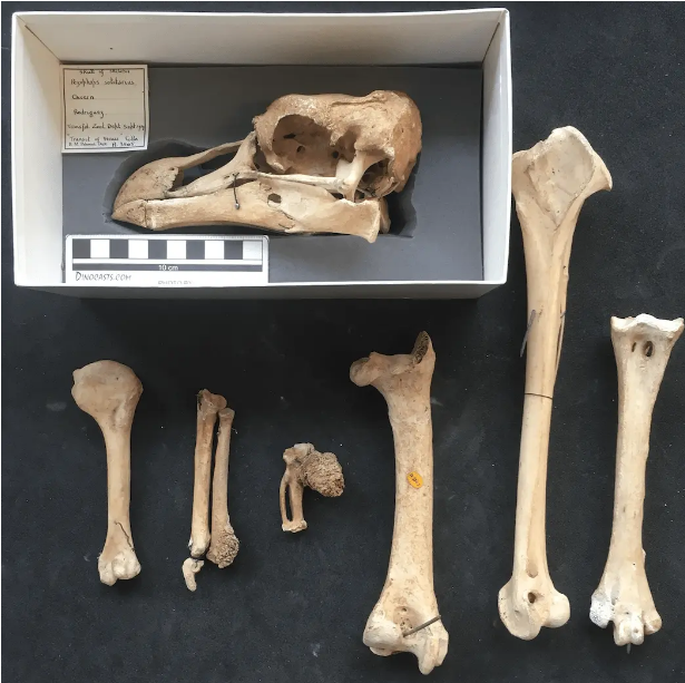 CREAF_ecologia's tweet photo. Sabeu que existia una espècie d'ocell anomenada 'solitari de Rodrigues'? 😮 A nosaltres ens ho ha explicat l'equip d'ecologia evolutiva i resulta que és una espècie extinta amb aquest esquelet que us ensenyem a la foto 🦴🪶 També us volem descobrir perquè és tan important 😍🧵 https://t.co/KfQM1p0PqS