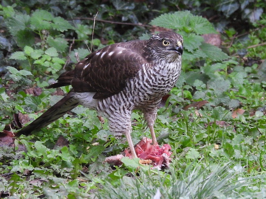 IanFouk's tweet image. Sparrowhawk in the garden this morning. Billingham.
It caught a feral pigeon yesterday morning and returned today to finish off it's meal.
We'll probably be seeing more of it as we're plagued with pigeons at present. 24 came back again once it had finished it's meal.
@teesbirds1