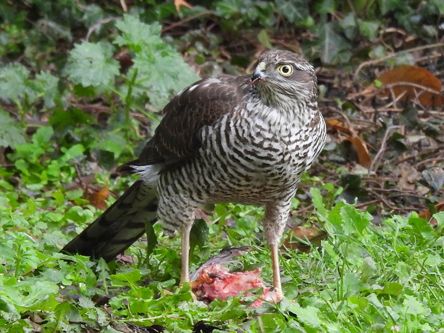 IanFouk's tweet image. Sparrowhawk in the garden this morning. Billingham.
It caught a feral pigeon yesterday morning and returned today to finish off it's meal.
We'll probably be seeing more of it as we're plagued with pigeons at present. 24 came back again once it had finished it's meal.
@teesbirds1