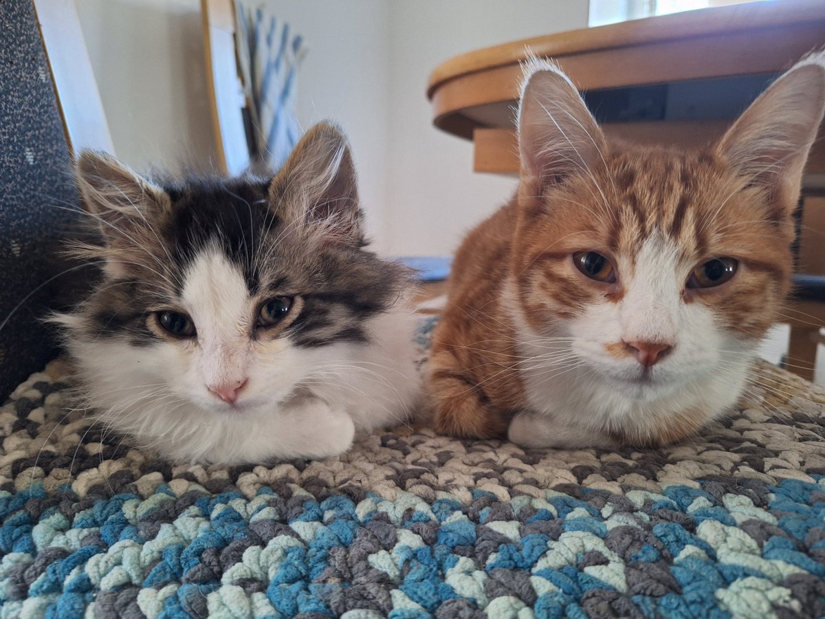 loaf²

#Taxi🩶 #Cookie🧡