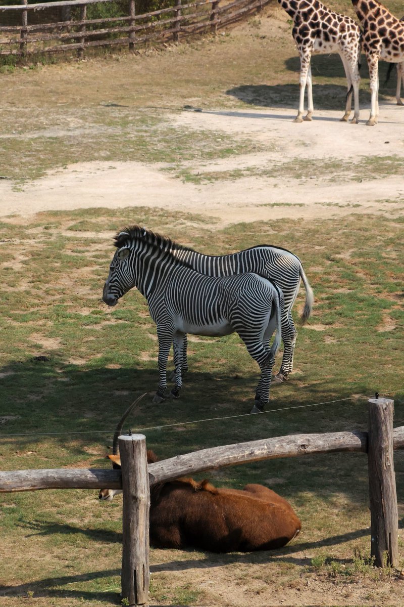 Prague zoo

#zebras #prague #stripes #zoo #animals #savannah #enclosure #zebrasofx #photoop #chilling #shadow #sunnyday #summer #august