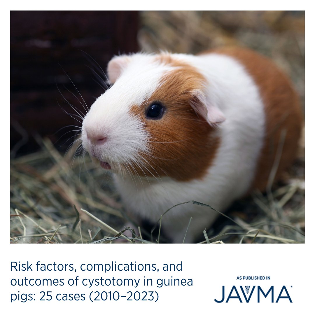 AVMAJAVMA's tweet photo. Given the high risk for complications and mortality, caution and owner preparation must be considered when a #cystotomy is recommended for guinea pig patients. Learn more: https://t.co/TBhGVOu4rs @mspcaangell #guineapig #urolithiasis #urinaryobstruction #risks https://t.co/m1Ve7GOcKq