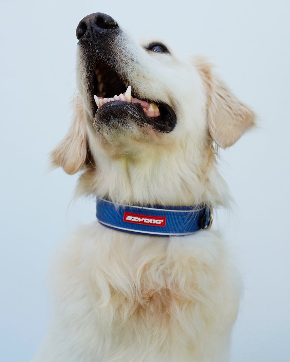 Getting that Friday Feeling on with a smile for weekend 😁

#ezydog #dog #dogs #weekend #fridayfeeling #friday #dogcollar #collar #smile #smiles #teeth #k9