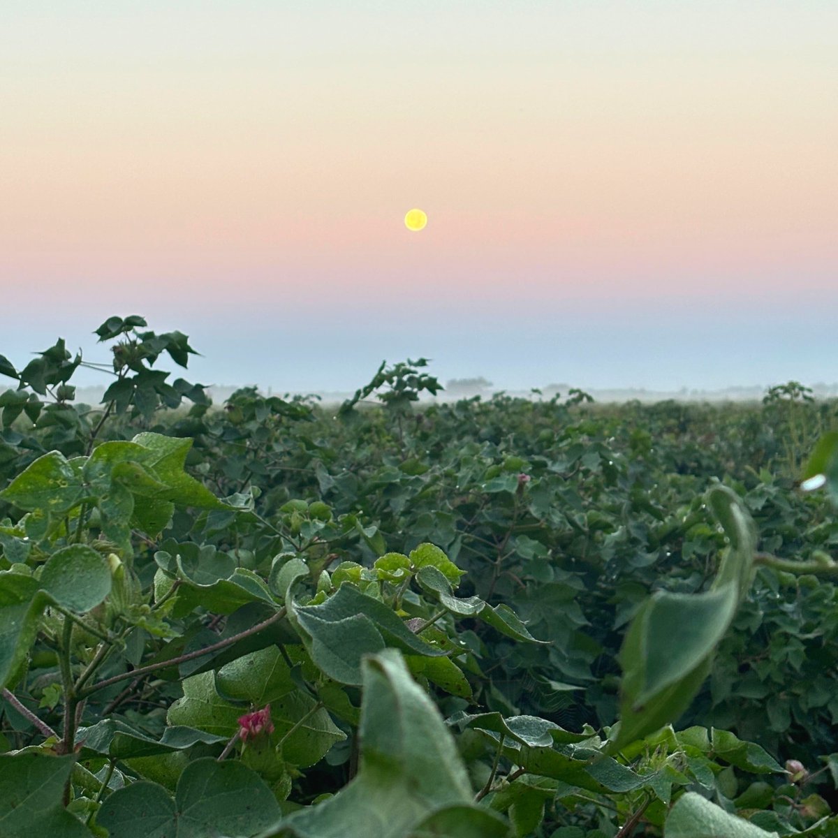 AdvancingEcoAg's tweet photo. Pulling sap under the full moon in Mississippi’s fog-covered cotton fields. There’s something special about these quiet, cool hours ✨🌱 What do you love most about this time of year?

#FullMoon #CottonFields #FarmLife #RegenerativeAg #RegenerativeCotton https://t.co/m70MHAqQla