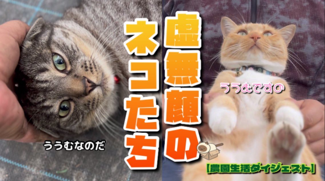 キジトラ・コタローのウキウキDAYS!! on X: キジトラ・コタローのウキウキDAYS!! on X: