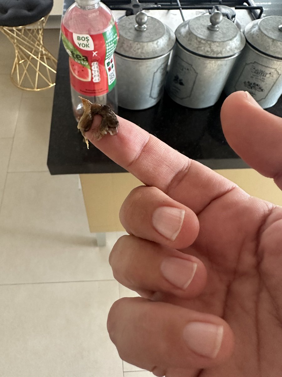 serdar toprak bezik&izol aşiretinin evladı tweet media