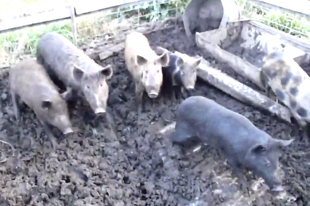 Wallace Weeks tweet media