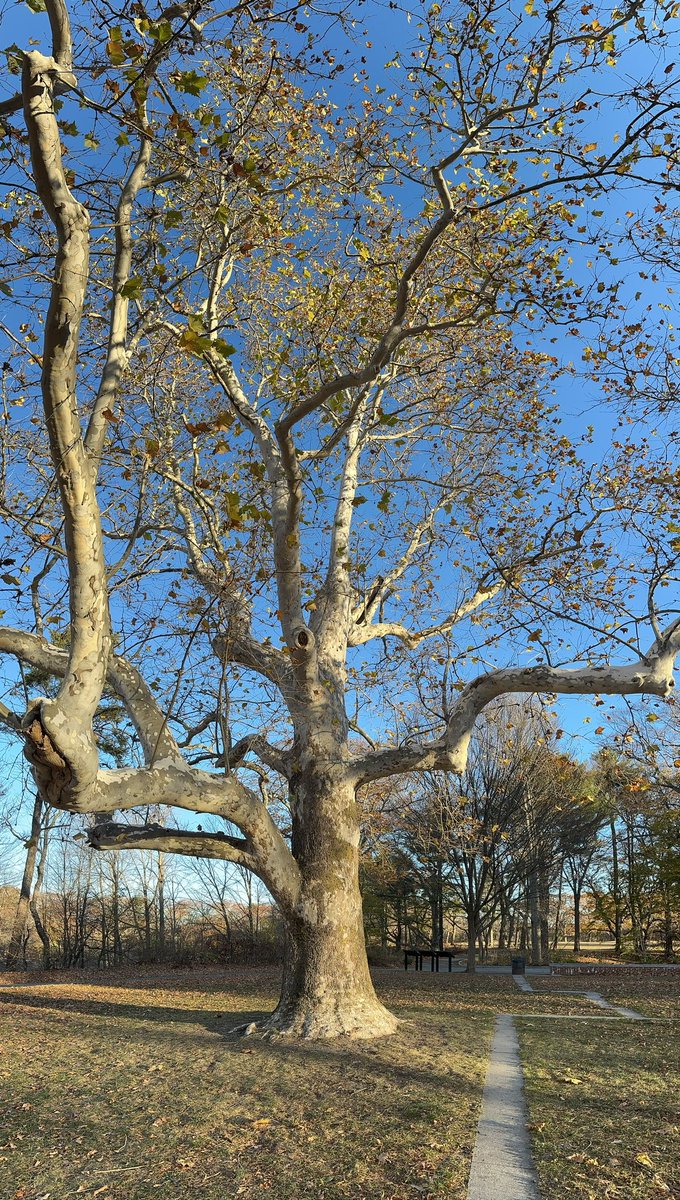 Trees (@treesnotknees) / Posts / X