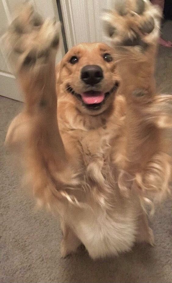 mintel_p's tweet photo. Share your #PAWS 🐾 https://t.co/brOI7xFxv3