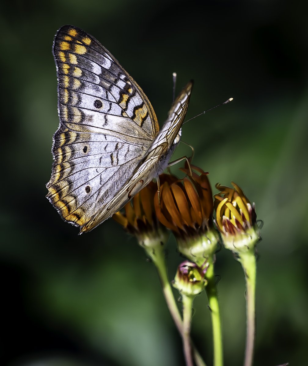 SweetJamesJGP3's tweet photo. Butterfly Wonderland in Scottsdale. Canon EOS R6 Mark II and Canon RF 100mm lens.
#canon #photography #canonphotography #photooftheday #nature #photographer #photo #naturephotography #instagram
@thinktankphoto
#thinktankphoto #mythinktank #thinktanktravel https://t.co/JMvO0C6xYq