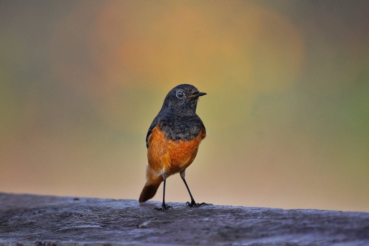 goodrawl's tweet photo. Black Redstart
#birds
#nature
#SP2 https://t.co/KTD1ywIBJW