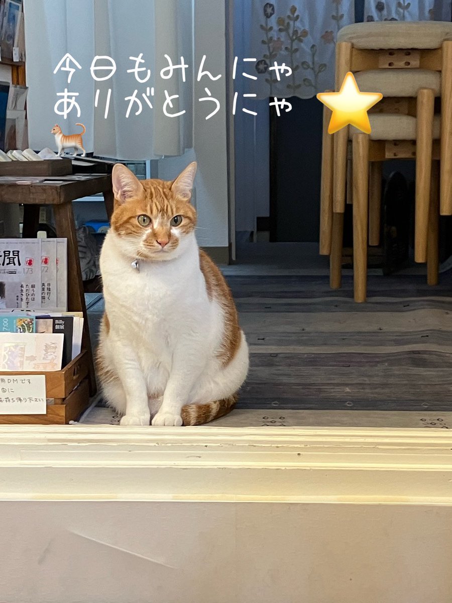 doremicompany's tweet photo. 明日も11時からオープンにゃ🐈
作家もいるにゃ

#彬香子個展　#akikyoko #catarts #梅ヶ丘　#ギャラリー来舎　#梅猫庵　#ギャラリー猫さん　#猫好きな人と繋がりたい https://t.co/EME3LhpzmI