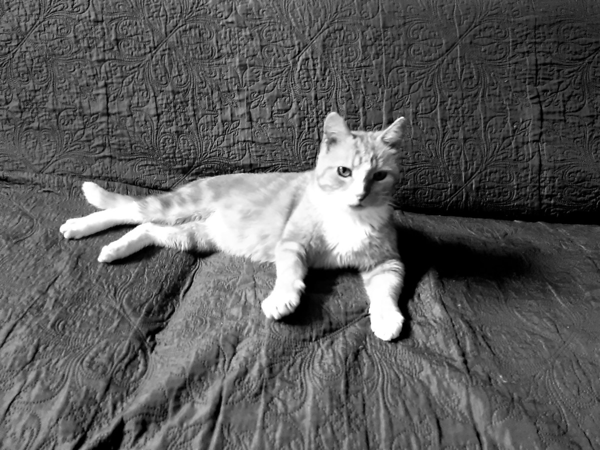 Freddie Wilson Tooten\, image size:1200x900