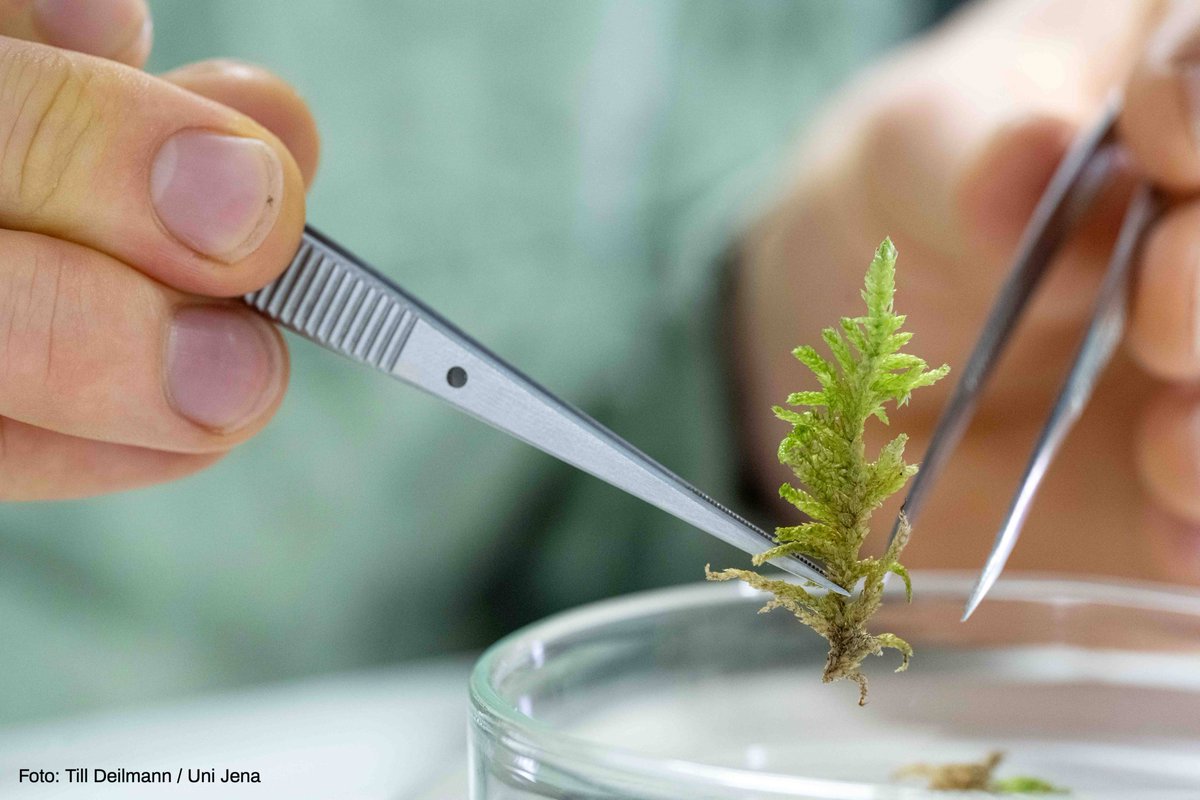 Universität Jena (@unijena) on Twitter photo On the initiative of PhD student Till Deilmann <a href="/UniJena/">Universität Jena</a>, an international team of young researchers is calling in the journal @BasicApplEcol for more attention to mosses – a crucial, yet neglected group of plants.
➡️ uni-jena.de/en/286077/more… On the initiative of PhD student Till Deilmann <a href="/UniJena/">Universität Jena</a>, an international team of young researchers is calling in the journal @BasicApplEcol for more attention to mosses – a crucial, yet neglected group of plants.
➡️ uni-jena.de/en/286077/more…