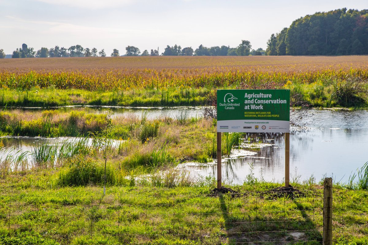 Welcome to a world where wetlands and agriculture don’t just co-exist—they thrive together. 🌽🦆 Ducks Unlimited Canada is partnering with Ontario farmers who are interested in stewardship projects on their farm. Let's talk! ➡️loom.ly/5yFWtFc